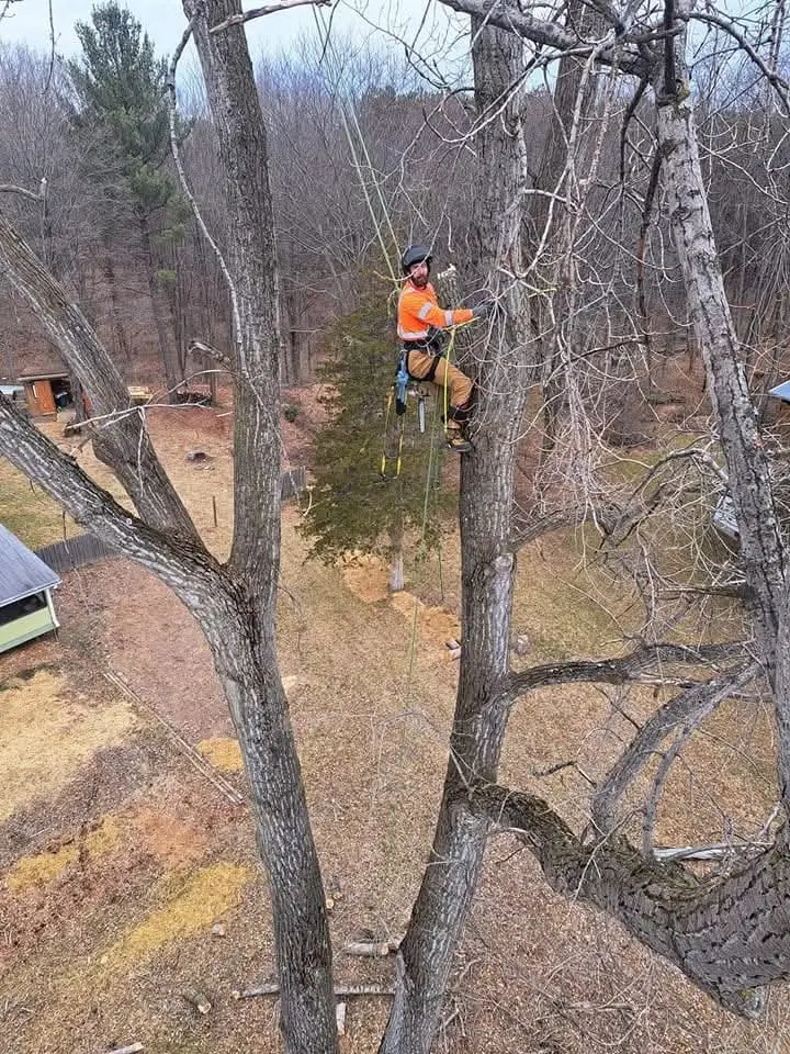 Tubbs Tree Service climber roped in high in a large tree